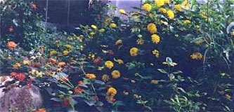 Lantana inside Conservatory
