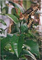 Giant Swallowtail Laying Eggs