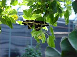 Giant Swallowtail Butterfly