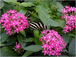 Zebra Longwing on Pentas