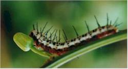 Zebra Longwing Caterpillar