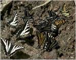 Zebra Swallowtails Puddlings